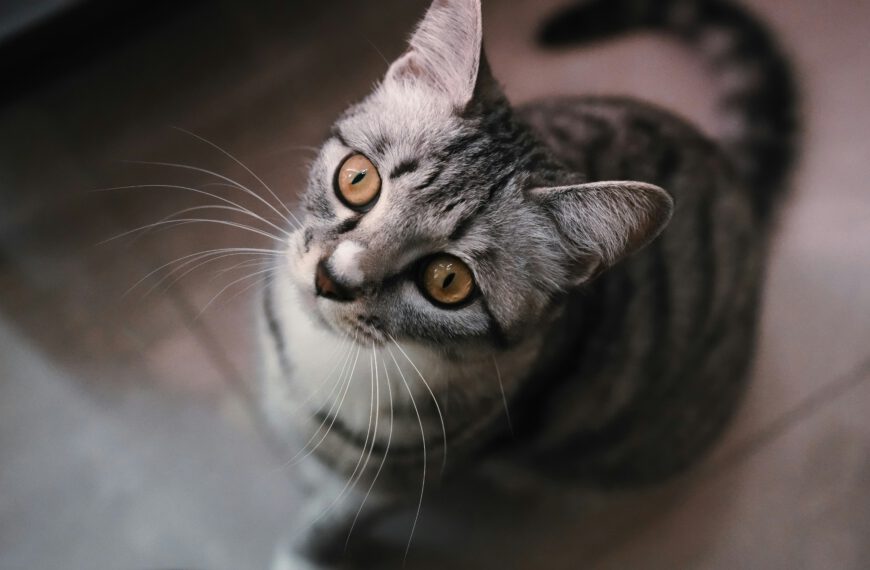 Le maire peut-il faire stériliser les chats errants pour conserver la faune locale et protéger le bien-être des chats ?