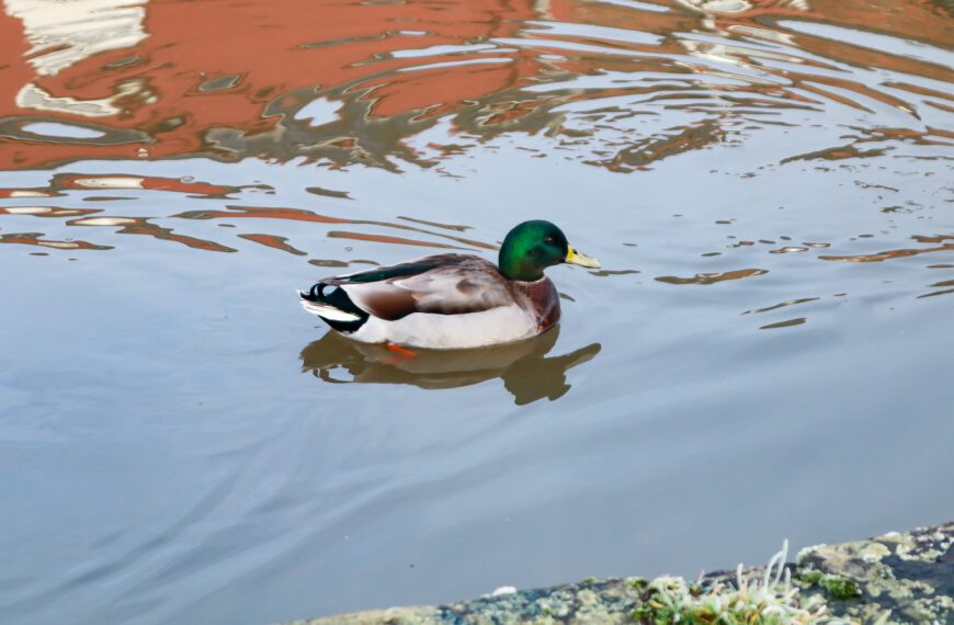 Le maire peut-il interdire de nourrir les oiseaux (pigeons, canards, …) ?