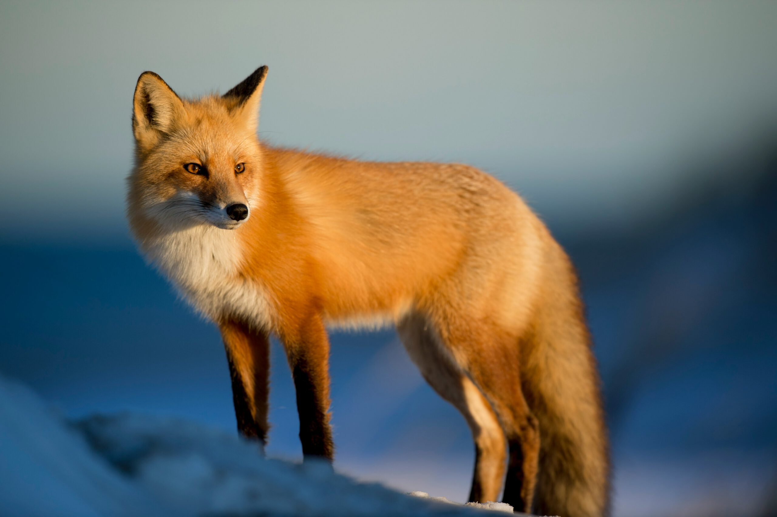 Renards