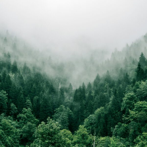 Les forêts et ses animaux à l’honneur aux Césars
