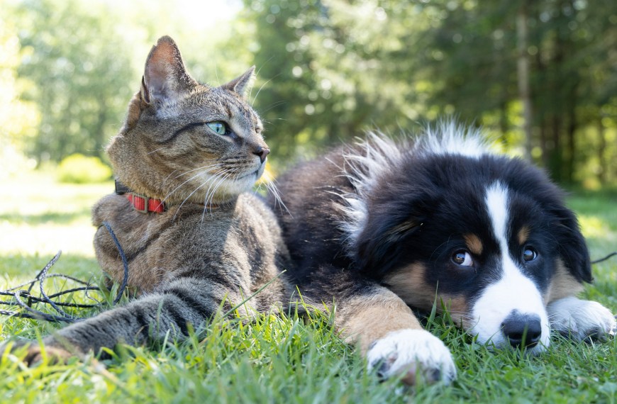 Pour protéger les chiens et les chats, le Parlement européen approuve des règles communes ! 