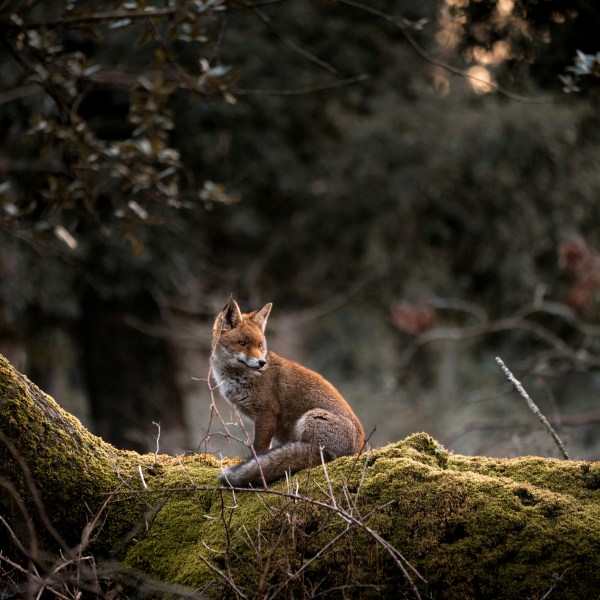 Des renards pas si nuisibles : des agents dans la lutte biologique intégrée contre la processionnaire du pin