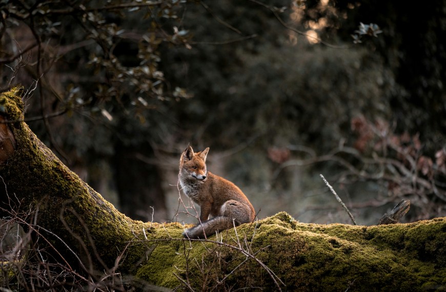 Des renards pas si nuisibles : des agents dans la lutte biologique intégrée contre la processionnaire du pin